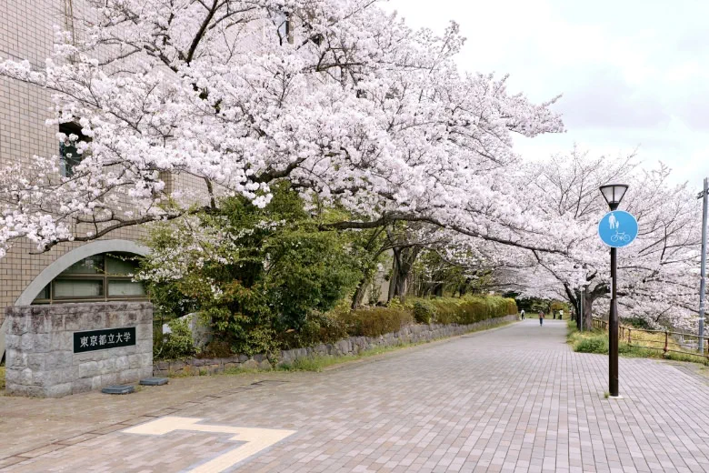 Cherry blossoms at Tokyo Metropolitan University